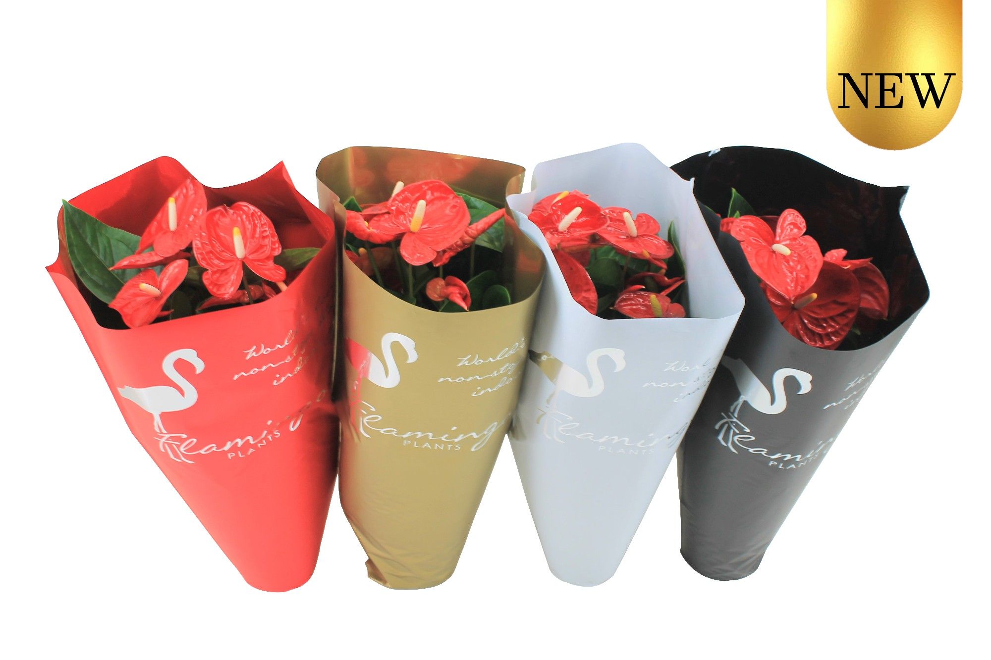 Anthurium XL.9 Jambo Red 17cm in diverse kleuren sierhoes, D 17