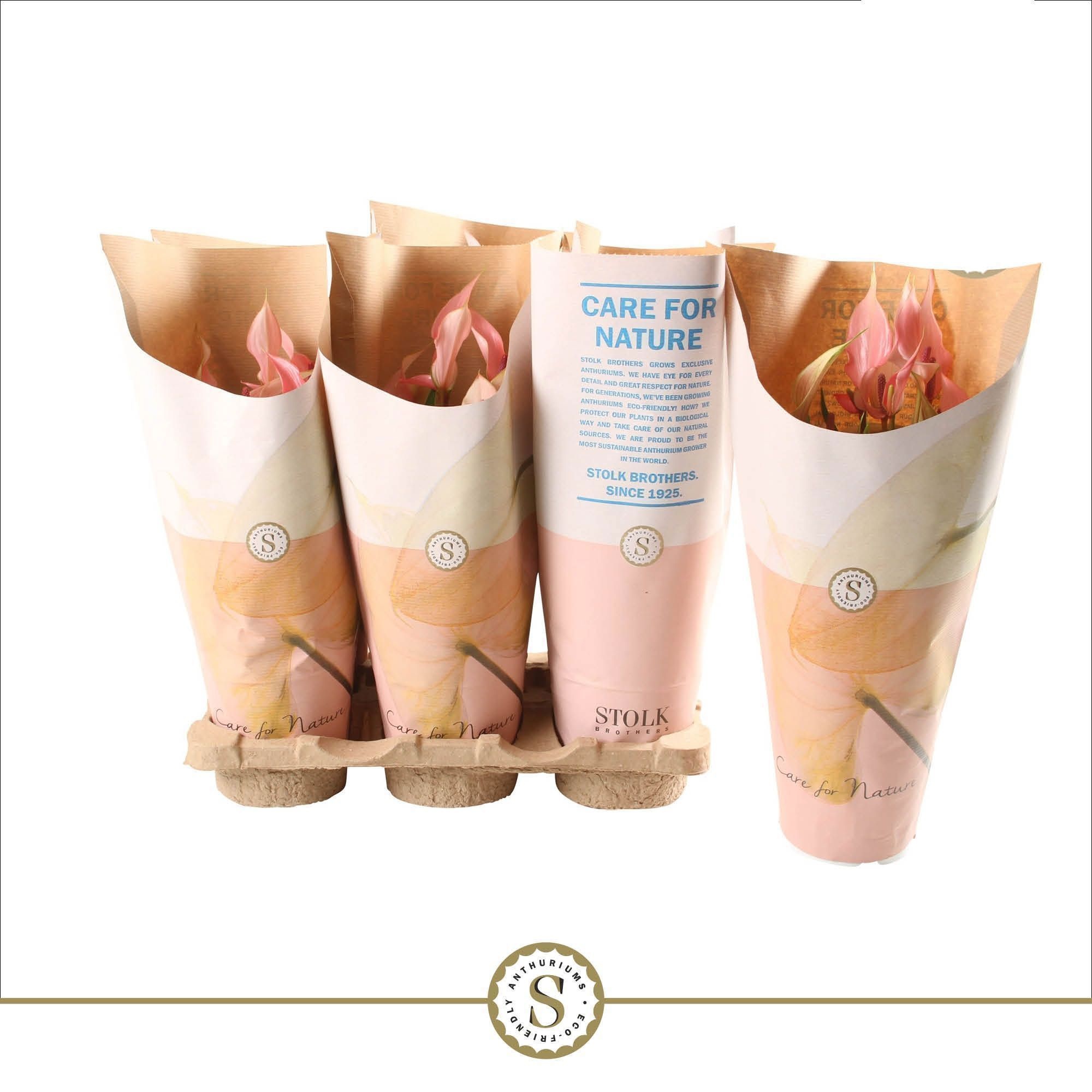 Anthurium Lilli 12cm in papieren hoes, D 12