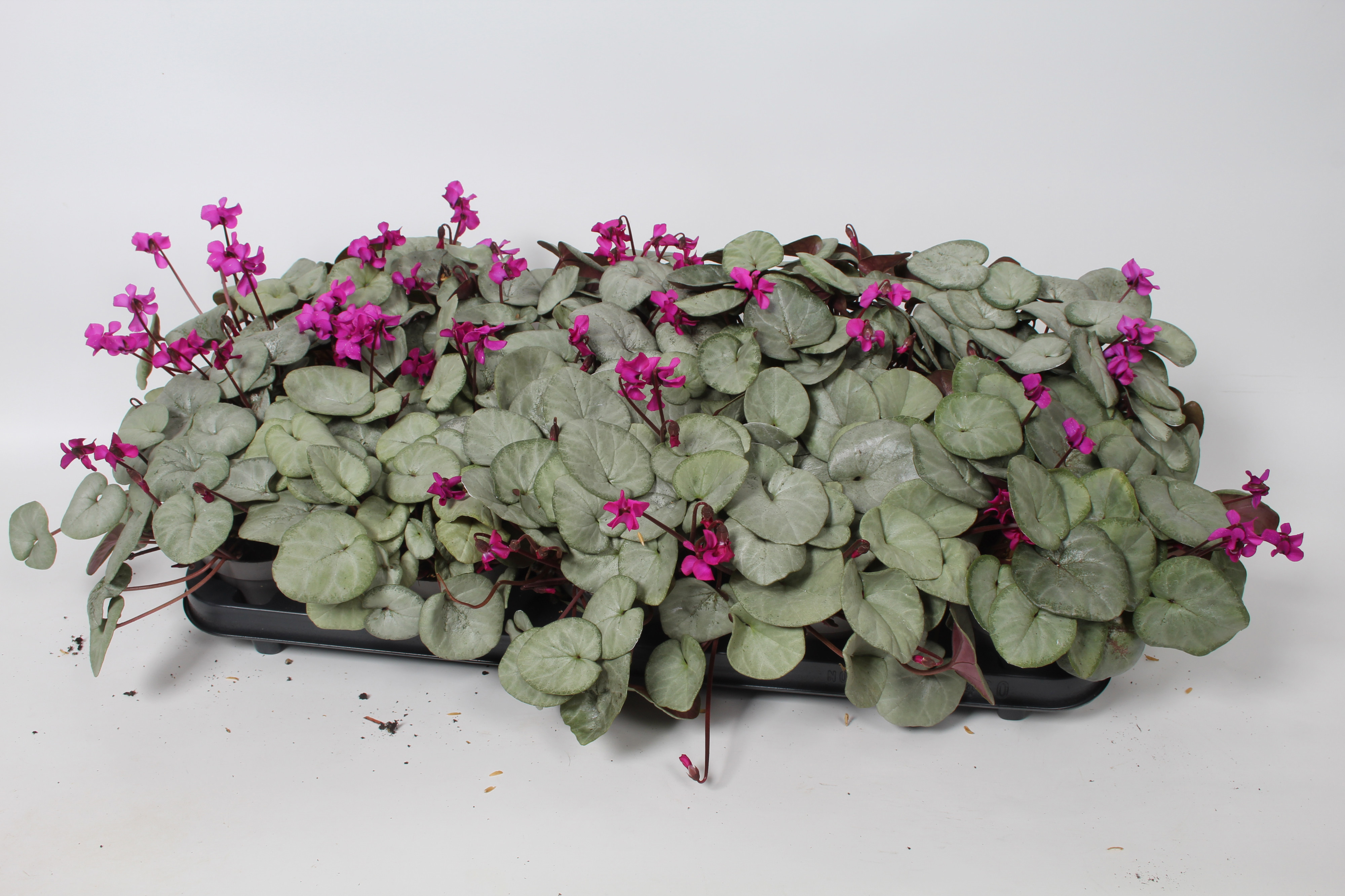 Cyclamen coum Paars grijs blad, D 10,5