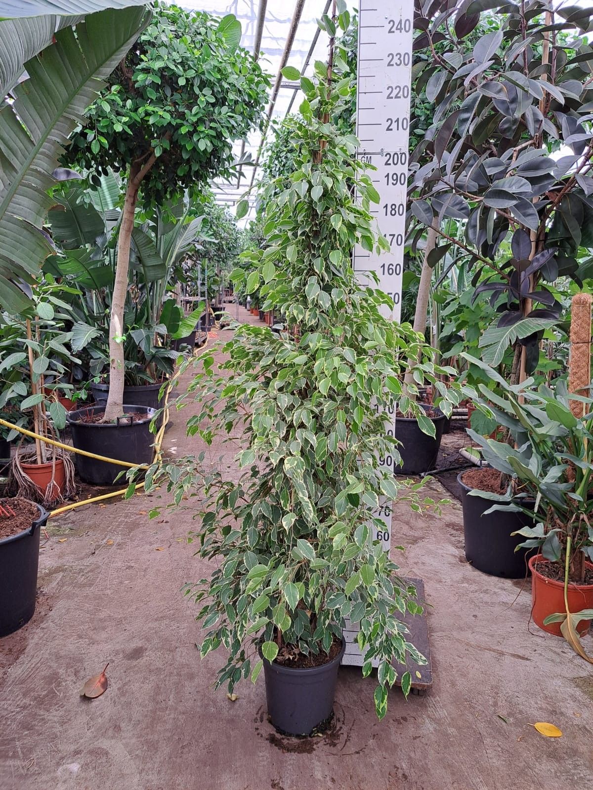 Ficus Golden King piramide 230, D 30