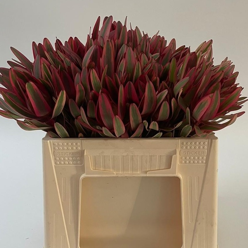 Леукадендрон Джестер 35, шт.