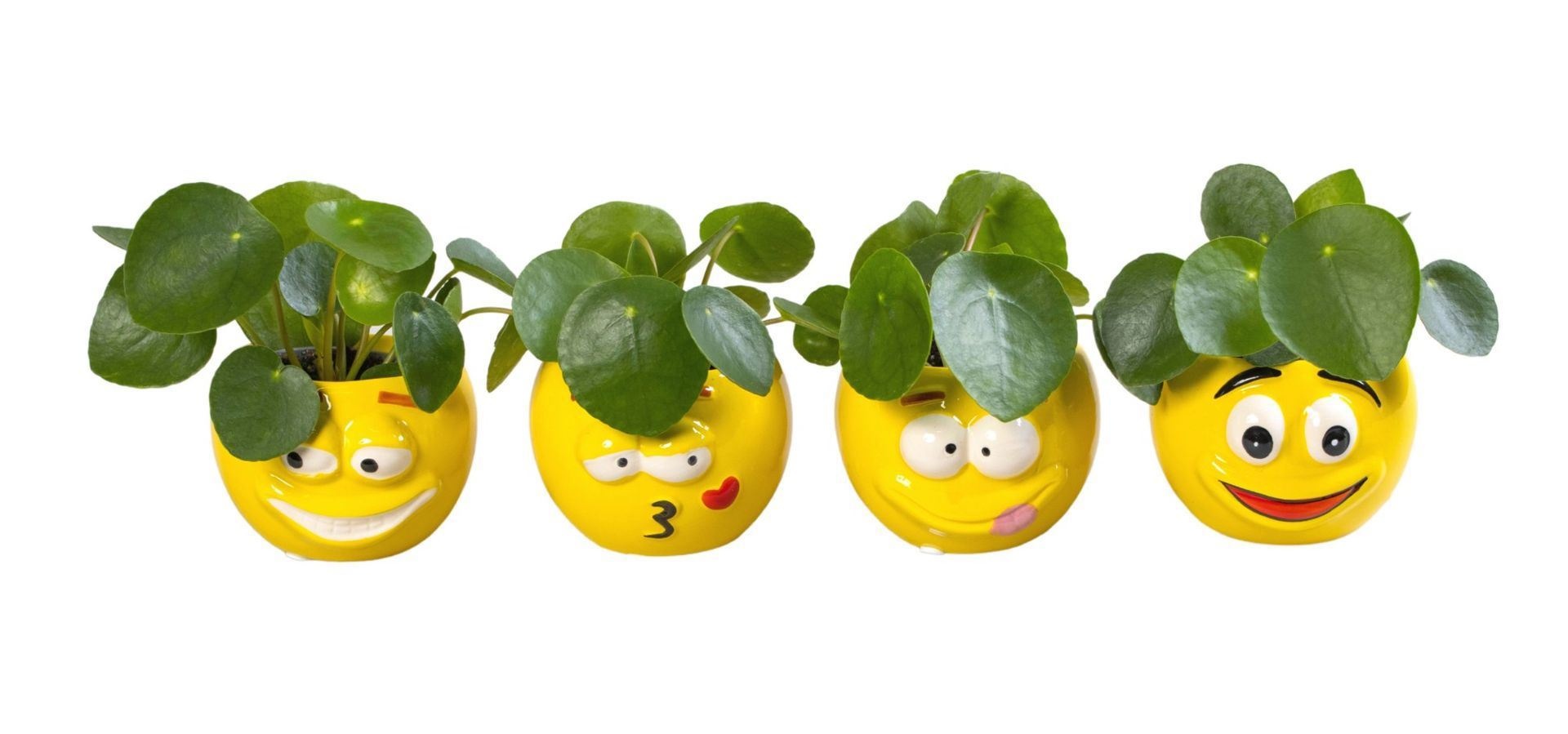 L 65899 with Pilea Peperomioides 6 cm, D 6