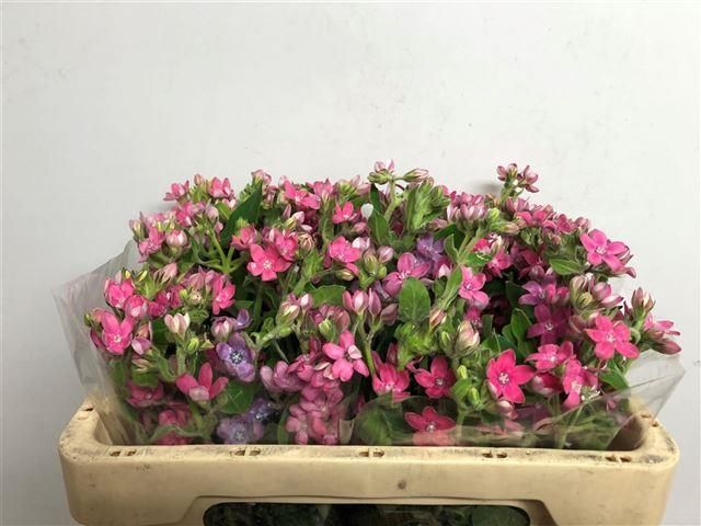 Оксипеталум Пинк Хармони 50, шт.