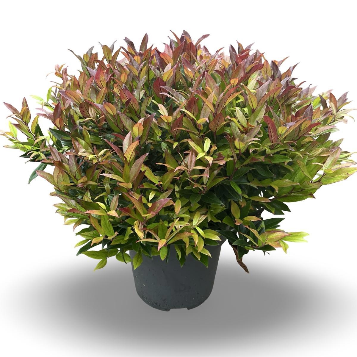 Leucothoe 'Zeblid', D 31 cm Leucothoe 'Zeblid', D 31 cm