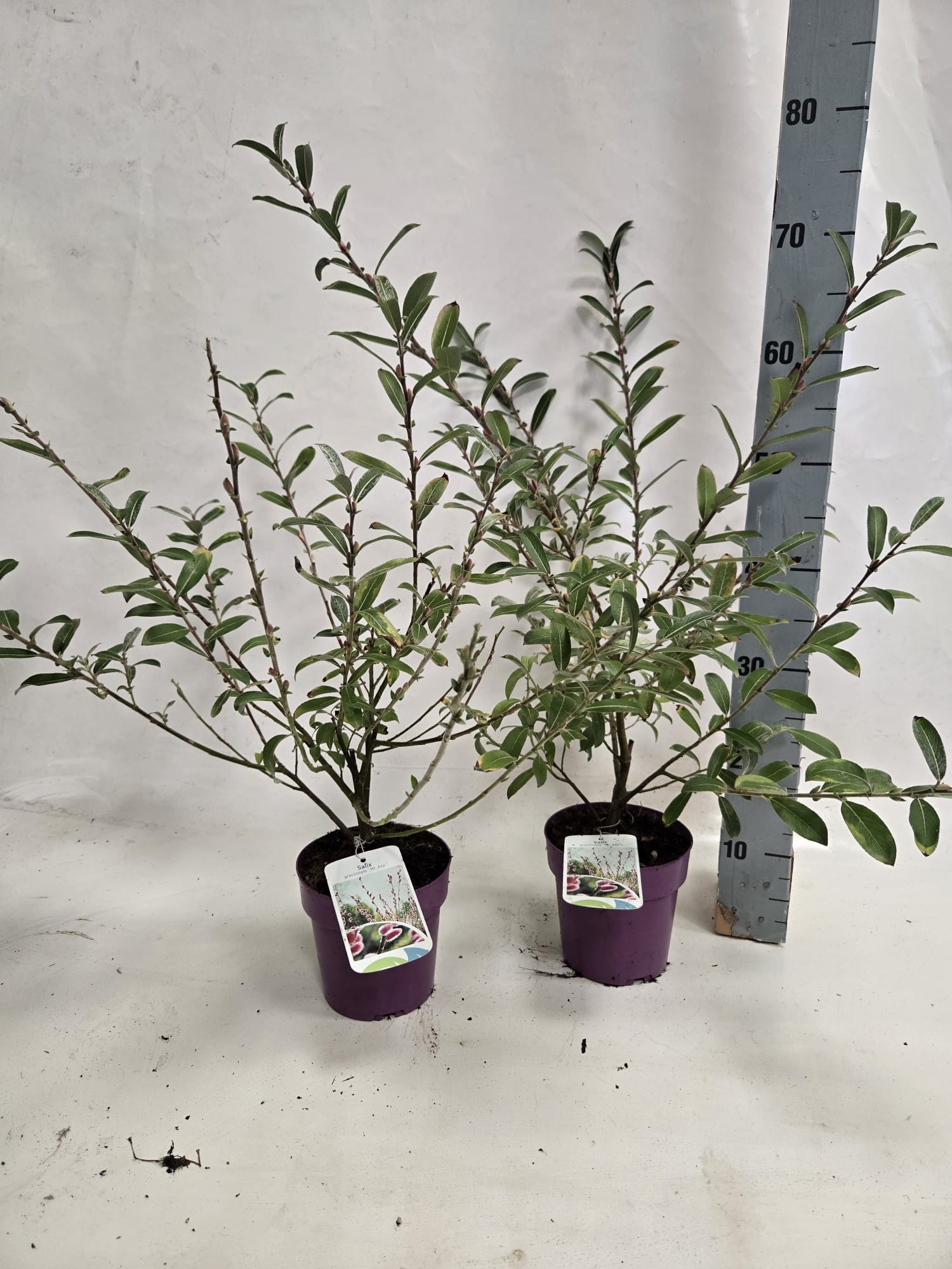 SALIX MT. ASO paarse pot, D 15