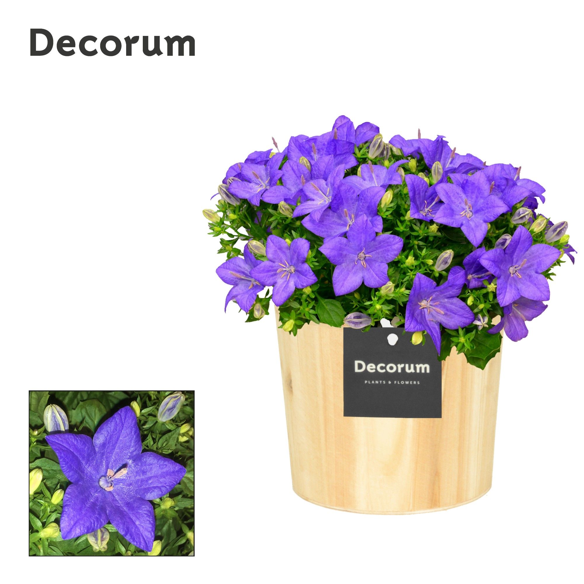 Campanula 'Napoli' Decorum Wood, D 14