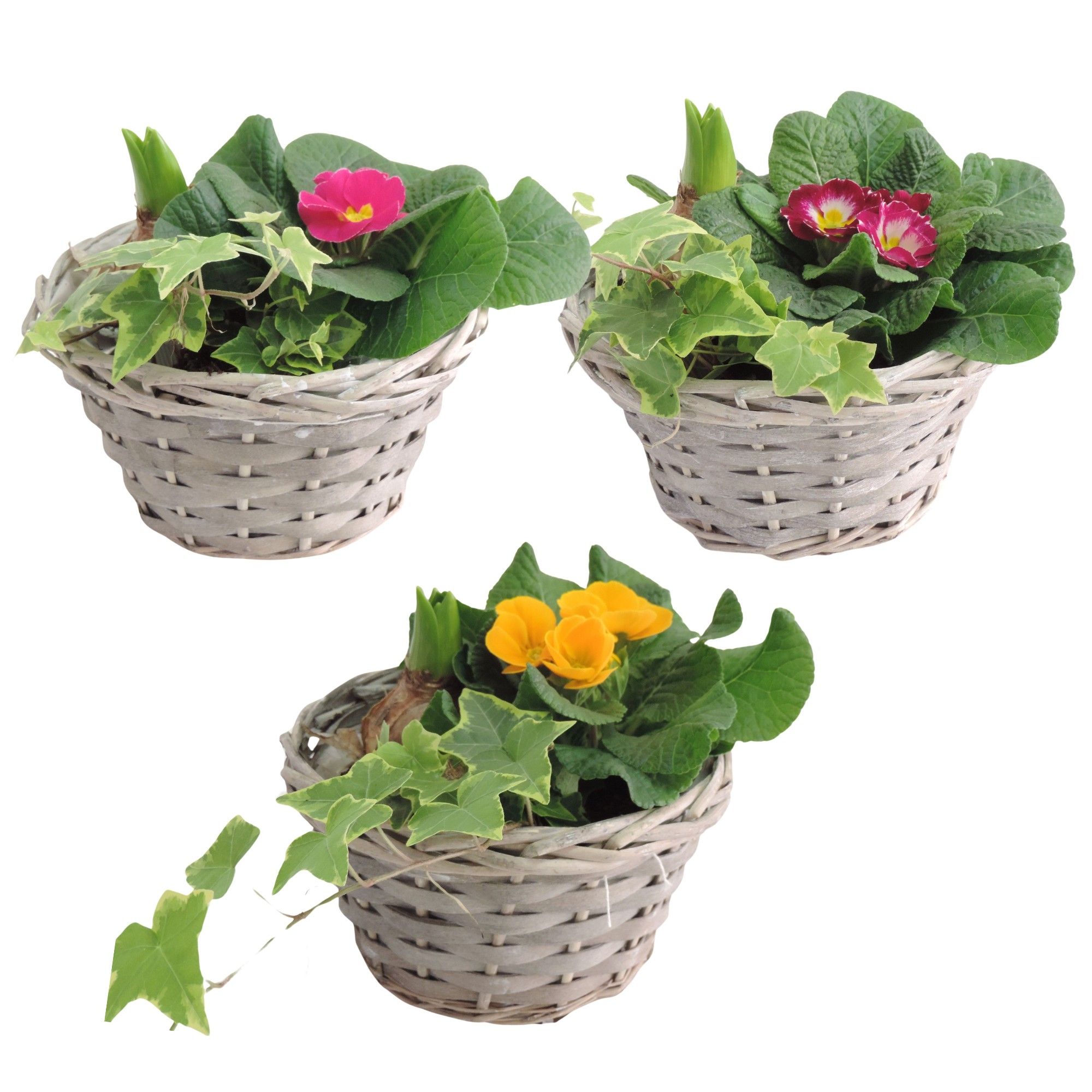 Arrangement Early Spring Specials Hyacint in Schaal 19 cm, D 19