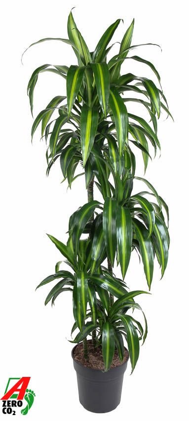 Dracaena Hawaiian 90-60-30-15, D 27