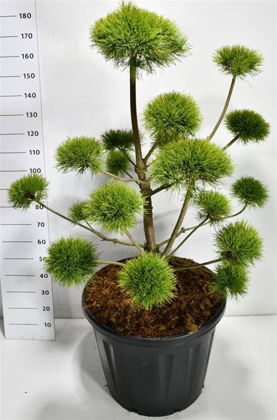 Pinus sylv. 'Norske Typ', D 65