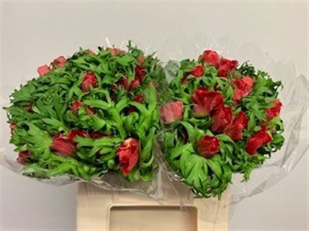 Анемон Галил Рэд 40 (красн.), шт.