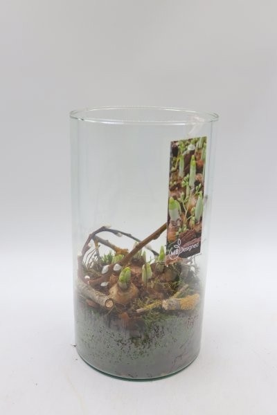 Narcis, glas cilinder, D 15