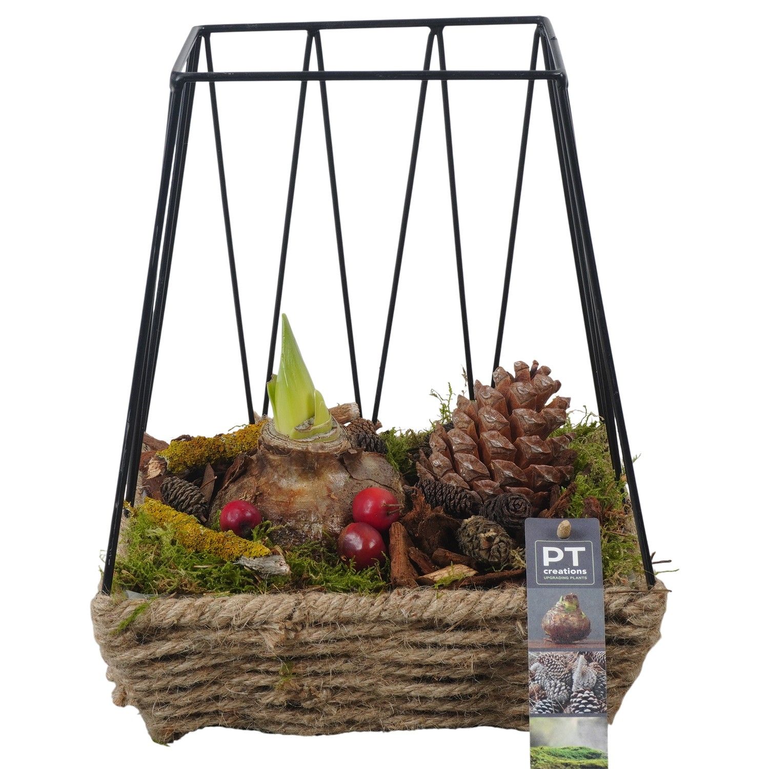 PTAA7561 Arrangement Amaryllis in touw mand met metaal, D 22 cm