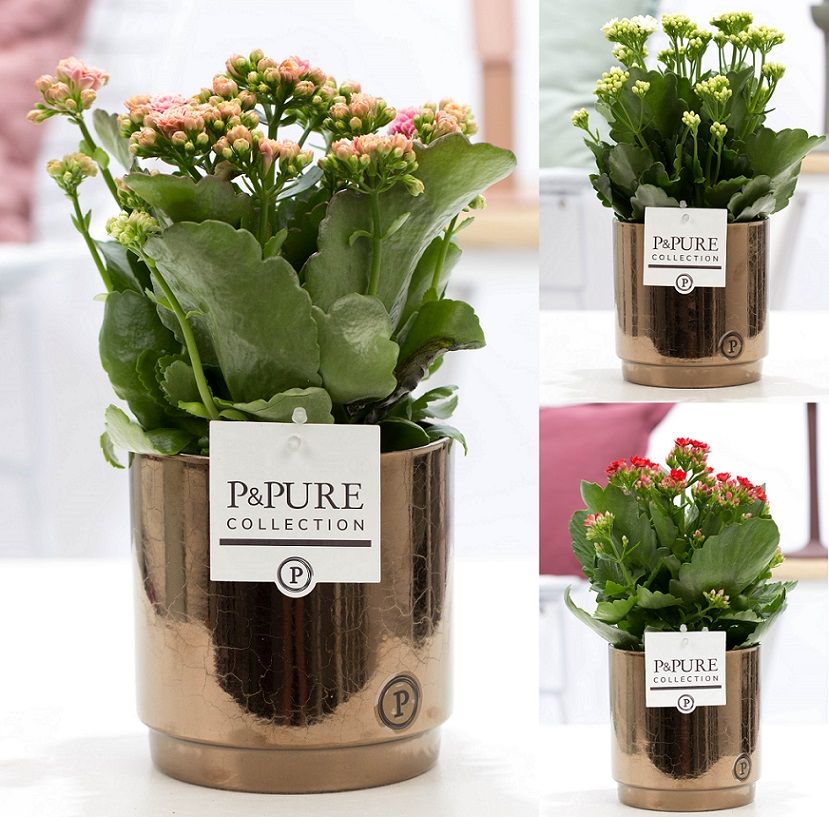 Kalanchoe mix in P&PURE Juliette ceramics goldbronze, D 12 cm Kalanchoe mix in P&PURE Juliette ceramics goldbronze, D 12 cm