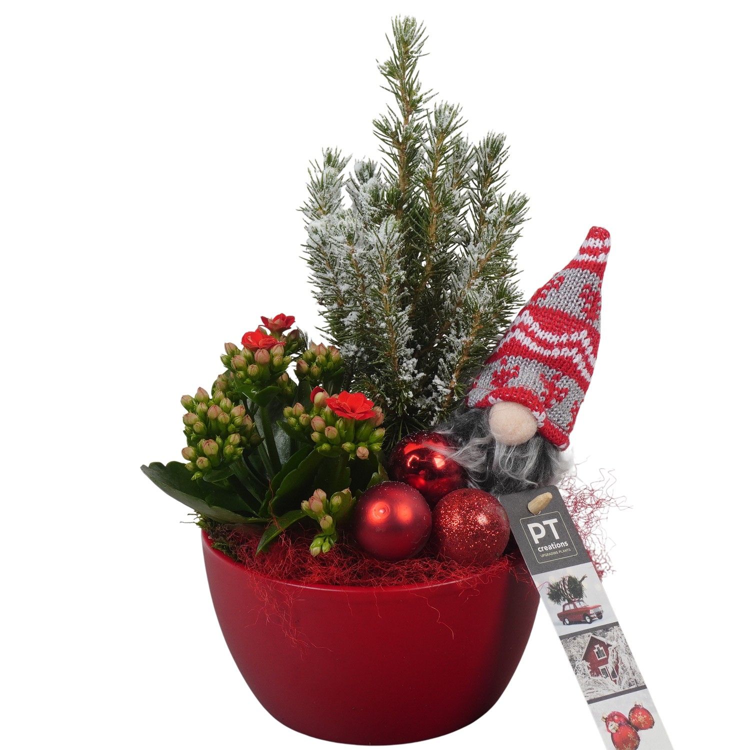 PTCHR7229 Arrangement Christmas Red in keramiek schaal, D 14 cm