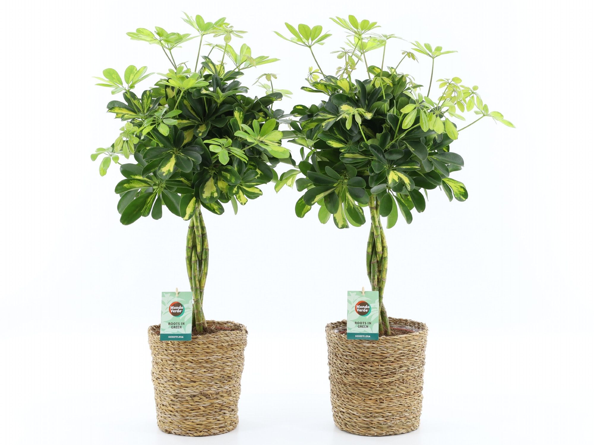 Schefflera arboricola 'Nora' in Seagrass, D 21