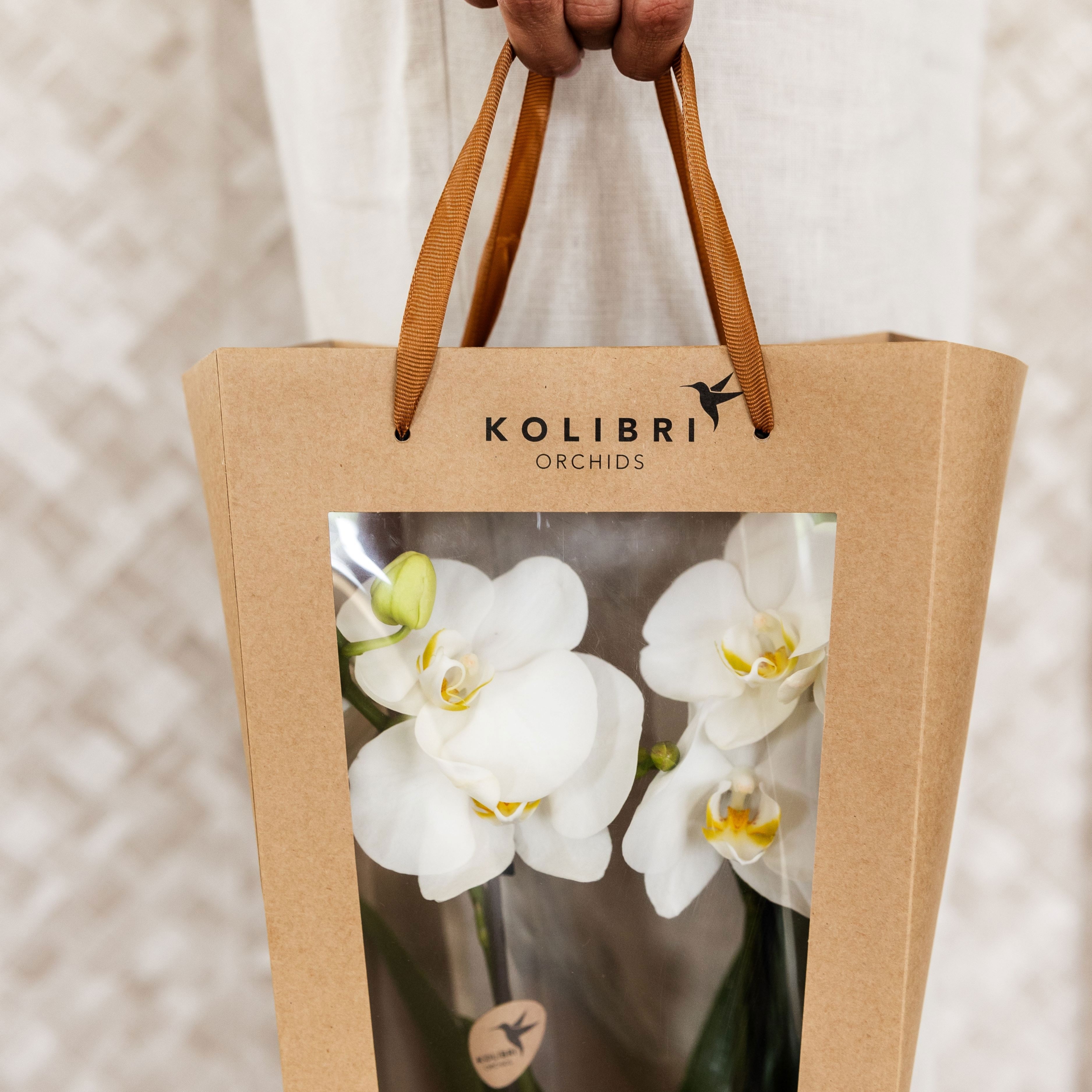 Kolibri Orchids Phalaenopsis mix 2 spike in Bowl pot white with giftbag, D 9