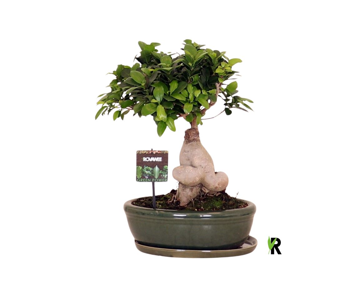 Ficus micr. Ginseng in keram. ovaal schaal met schotel groen, D 30