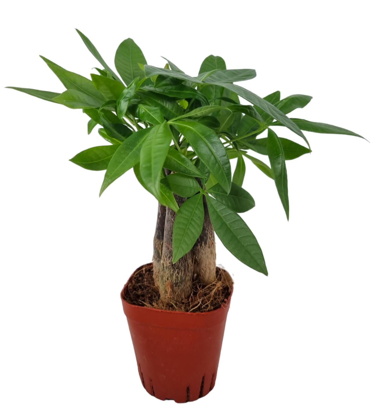 Pachira Aquatica 7 cm Triple stam, D 7