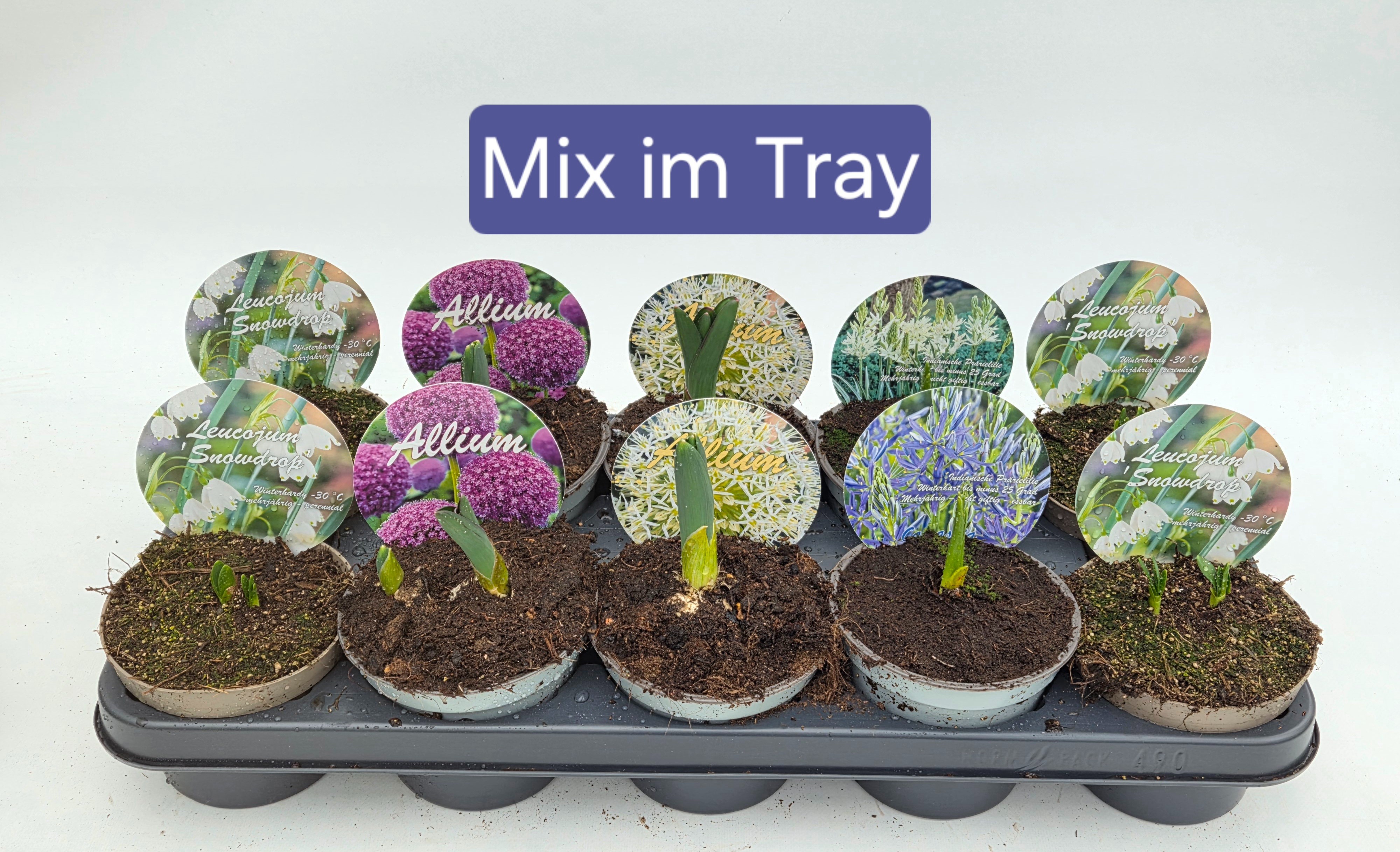 Zwiebelmix-Allium-Camassia-Leucojum, D 12