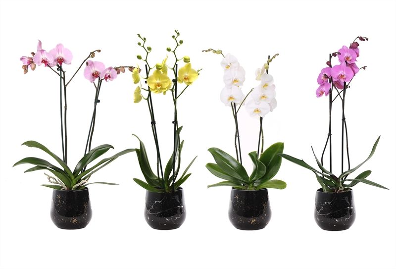 Stoneware p12 Rhonda gold Phal mix 2T14+, D 12