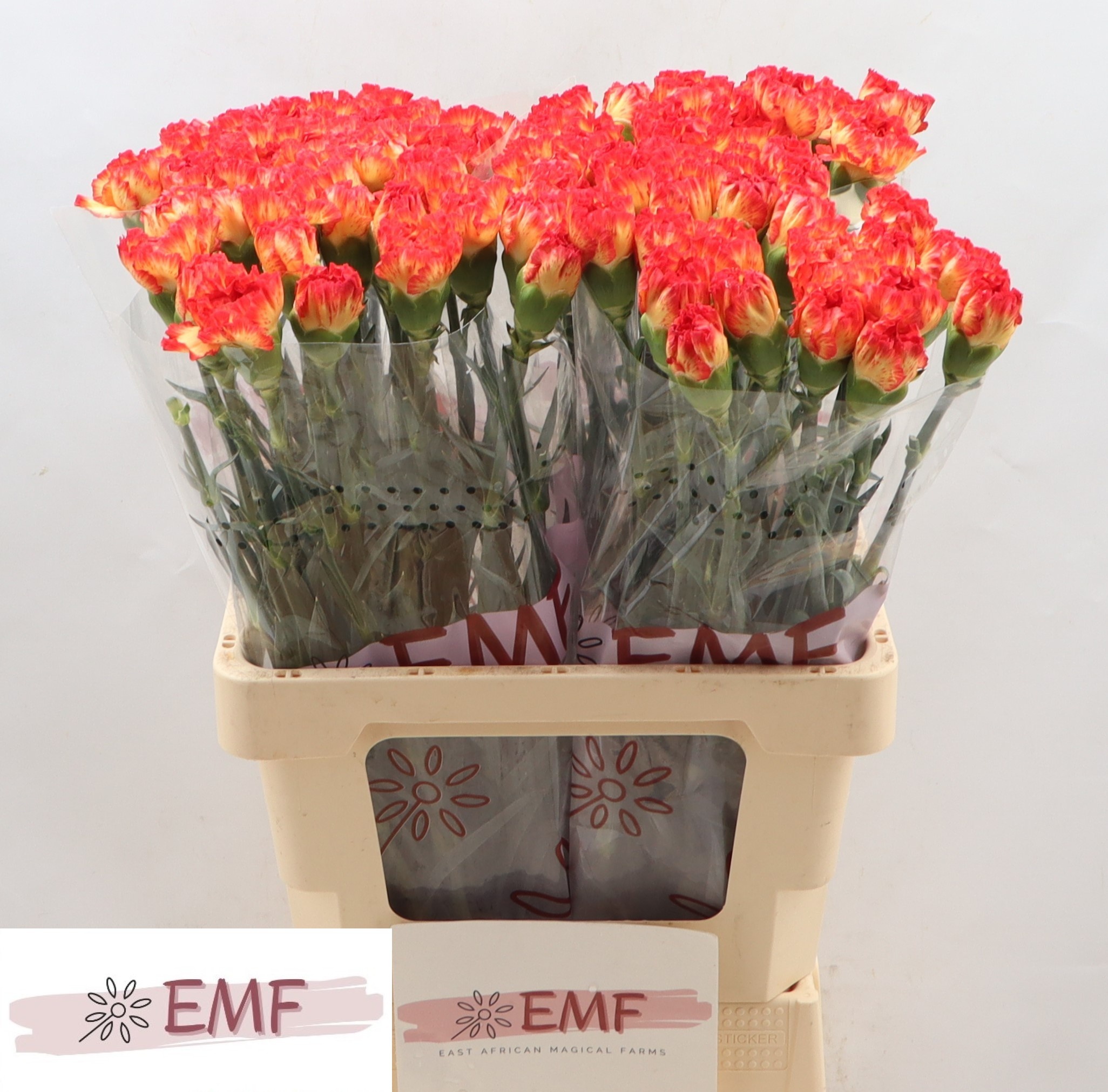 Диантус од. Зенит, шт. Диантус од. Зенит, шт.