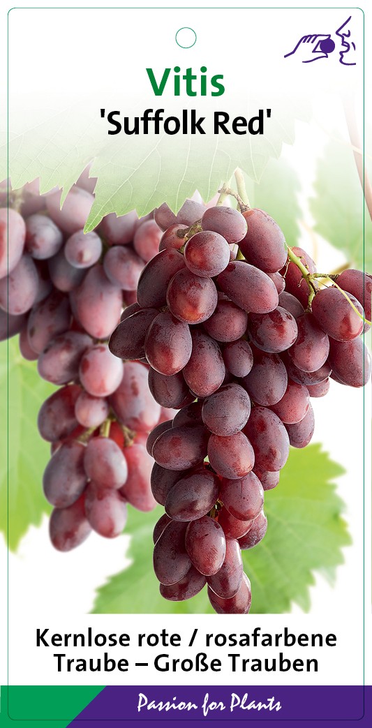 Vitis 'Suffolk Red' 80CMC2, D 17 cm