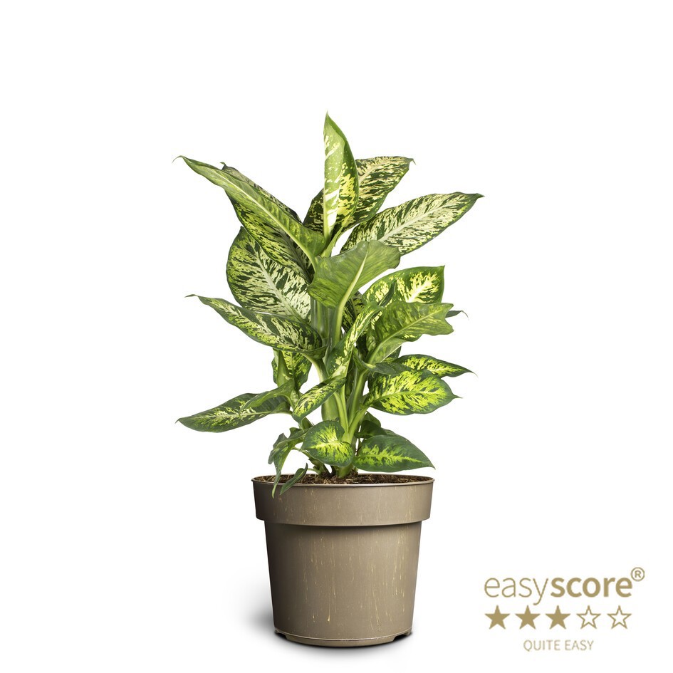 DIEFFENBACHIA MACULATA 'SUBLIEM', D 17 cm