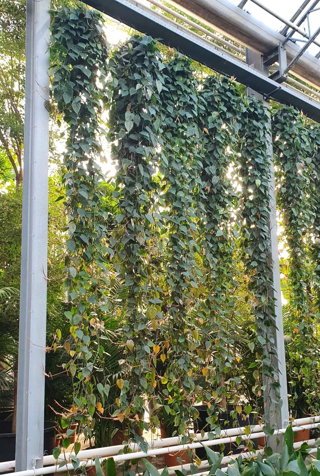 Philodendron Scandens, D 40