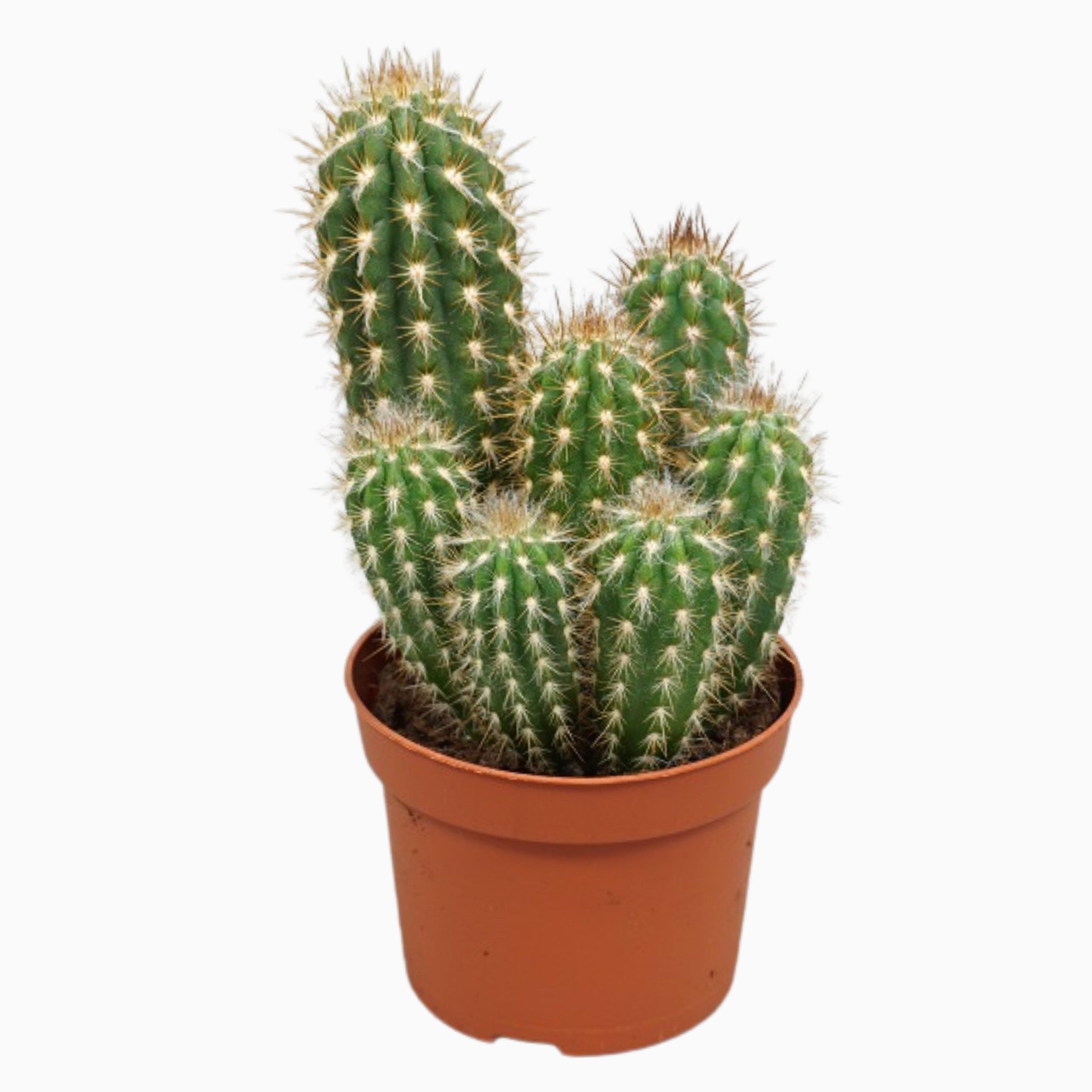 Pilosocereus gounellei 10,5 cm, D 10,5