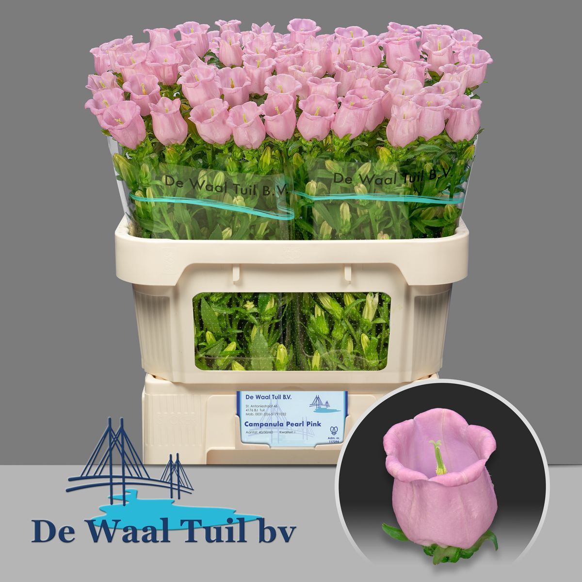 Кампанула Перл Пинк 70, шт.