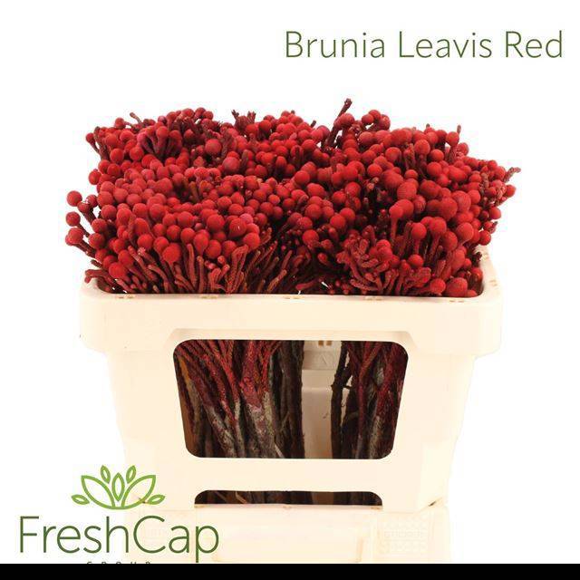 Бруния Лаевис 50 (сер.), шт.