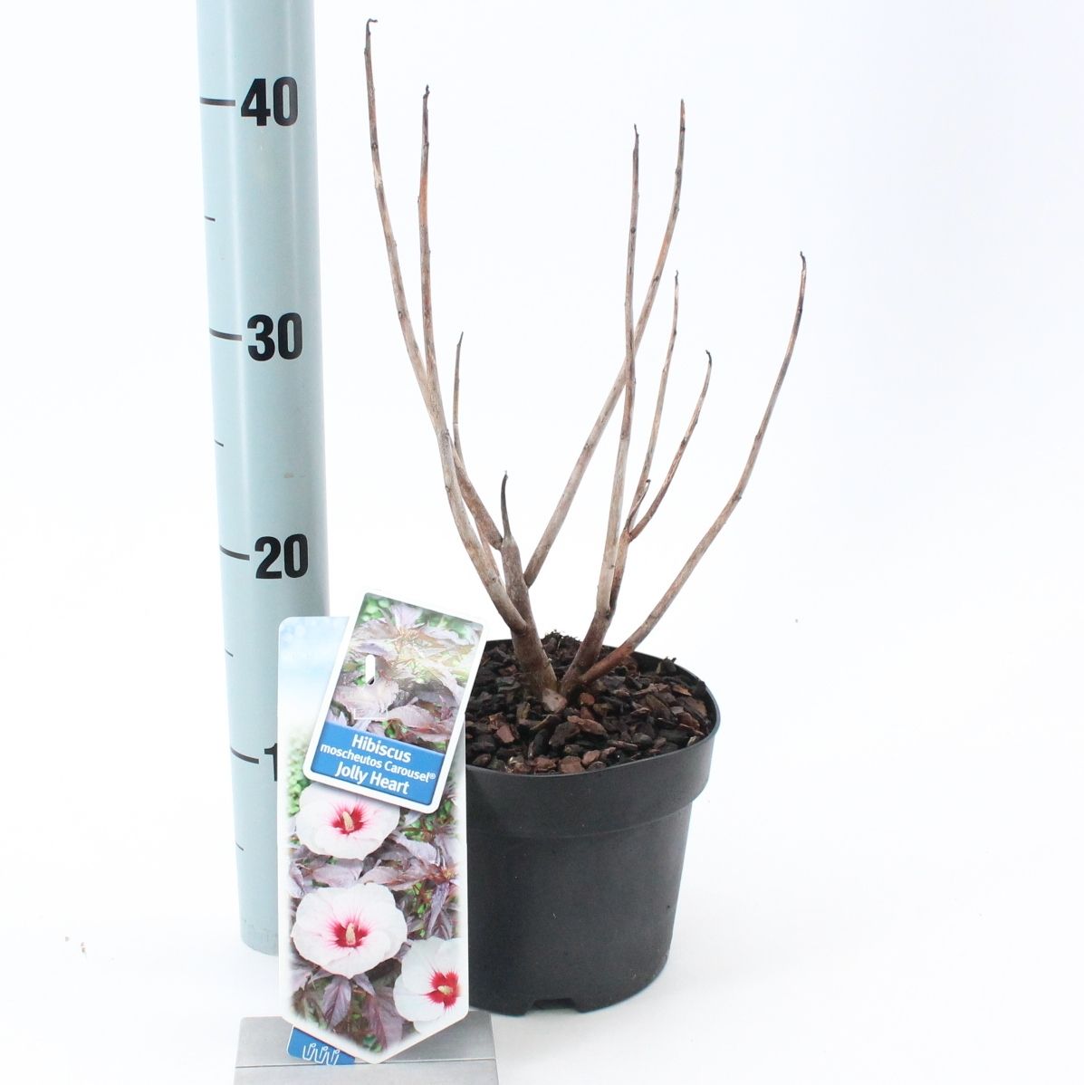 Hibiscus Carousel Jolly Heart ('Tahi56'PBR), D 17