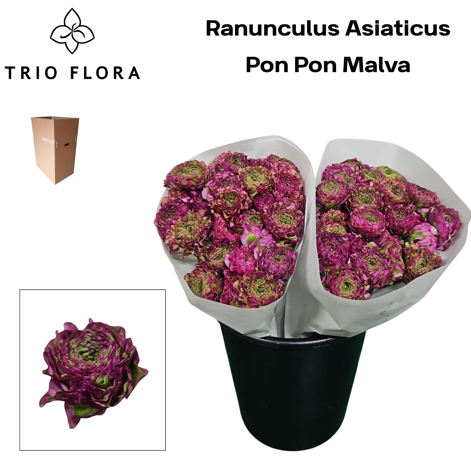 Ранункулус Пон Пон Мальва 40 (зелено-роз.), шт.