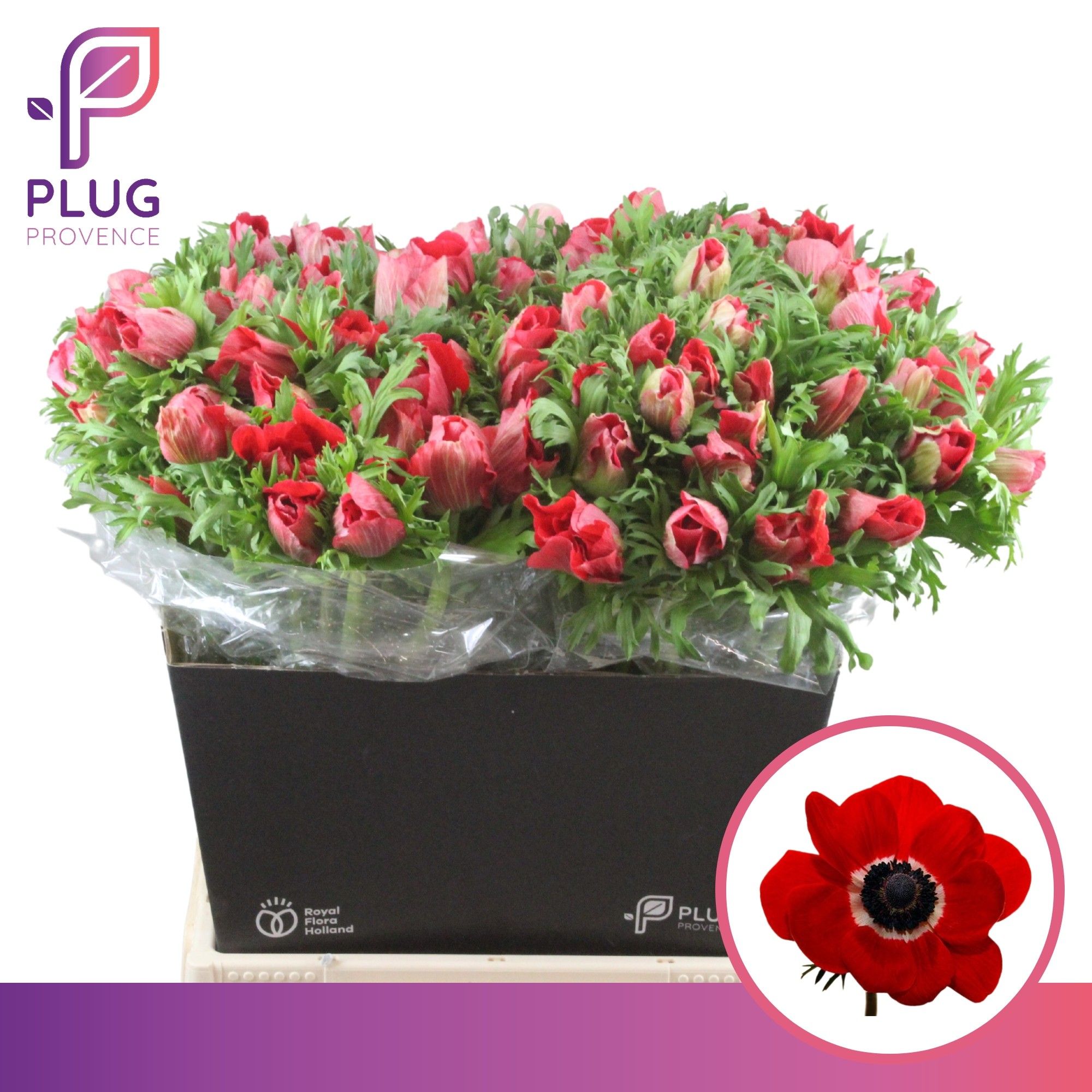 Анемон Мариане Рэд 50 (красн.), шт.