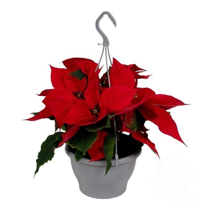 813 VDBE : Euphorbia Pulcherrima (Poinsettia) Rood 20 CM, D 20 cm 813 VDBE : Euphorbia Pulcherrima (Poinsettia) Rood 20 CM, D 20 cm