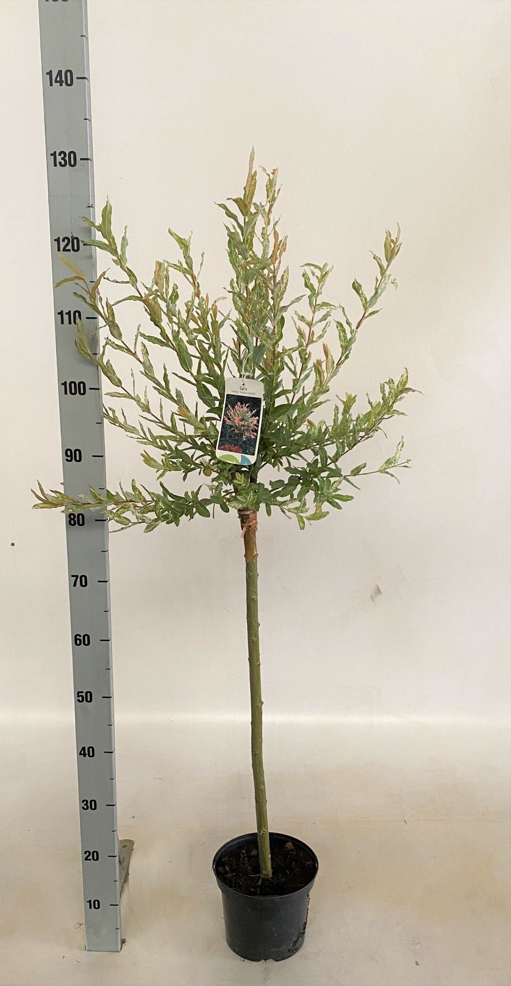 Salix integra 'Hakuro Nishiki', D 19 cm