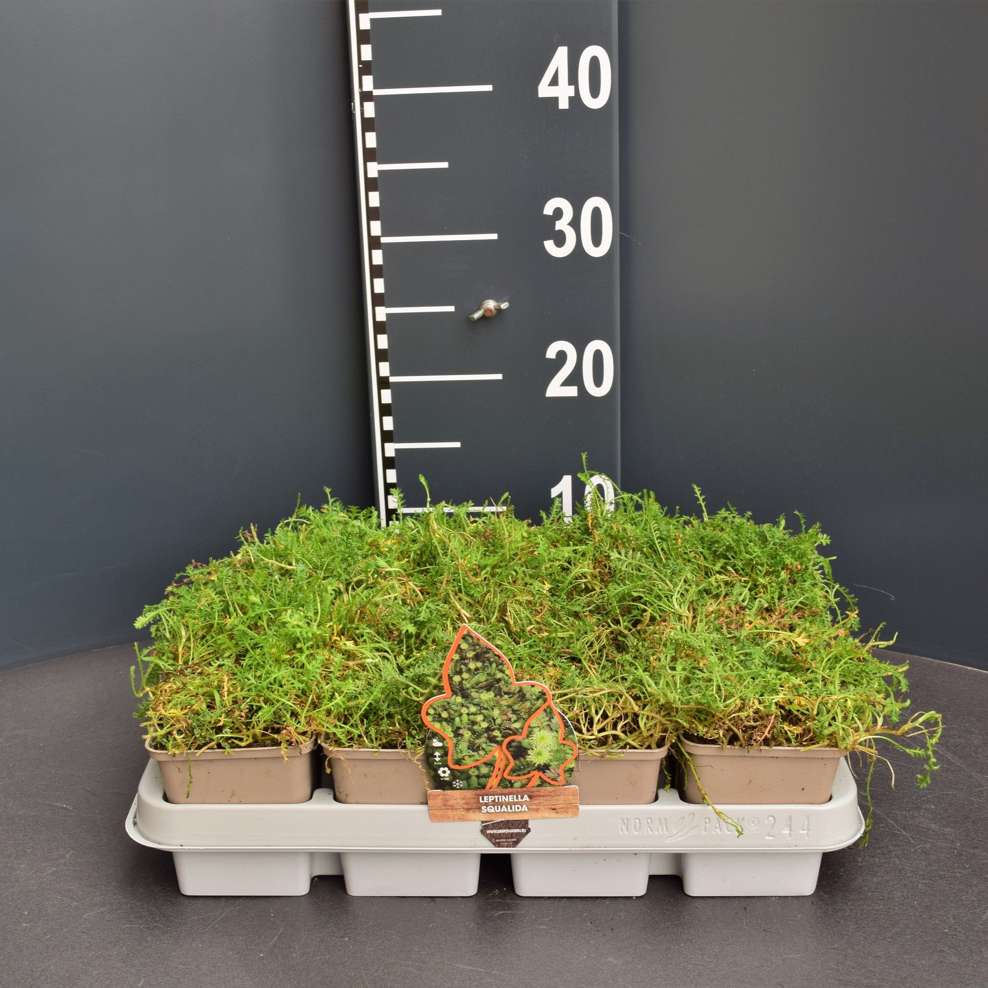 Leptinella Squalida, D 9 cm