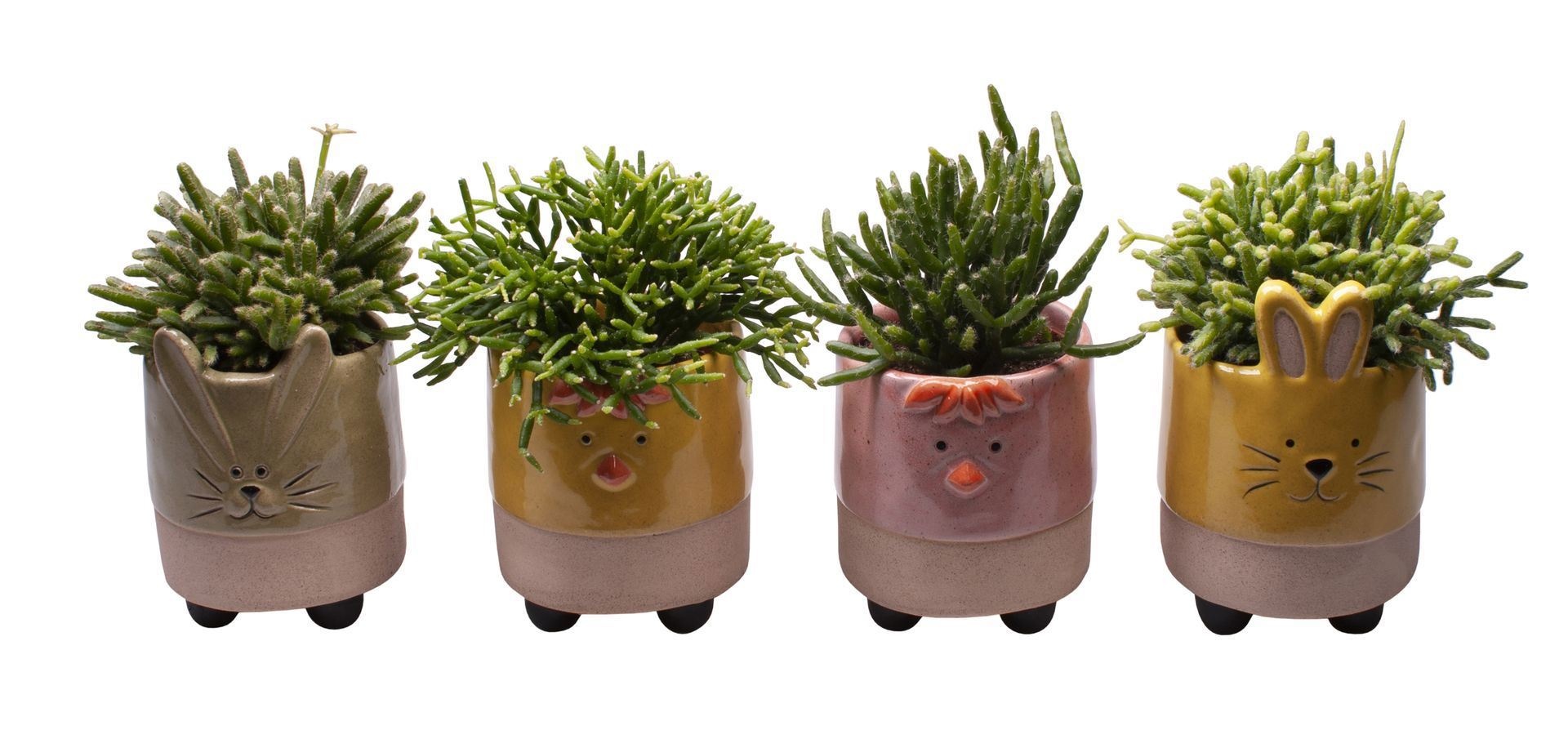 L 65502 with Rhipsalis Mix, D 6