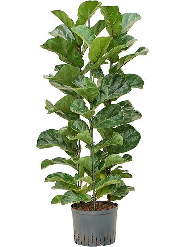 Ficus lyrata 'Bambino', D 25