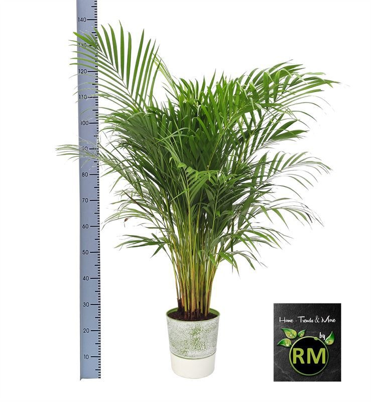 Dypsis Lutescens in Zink Deco, D 25