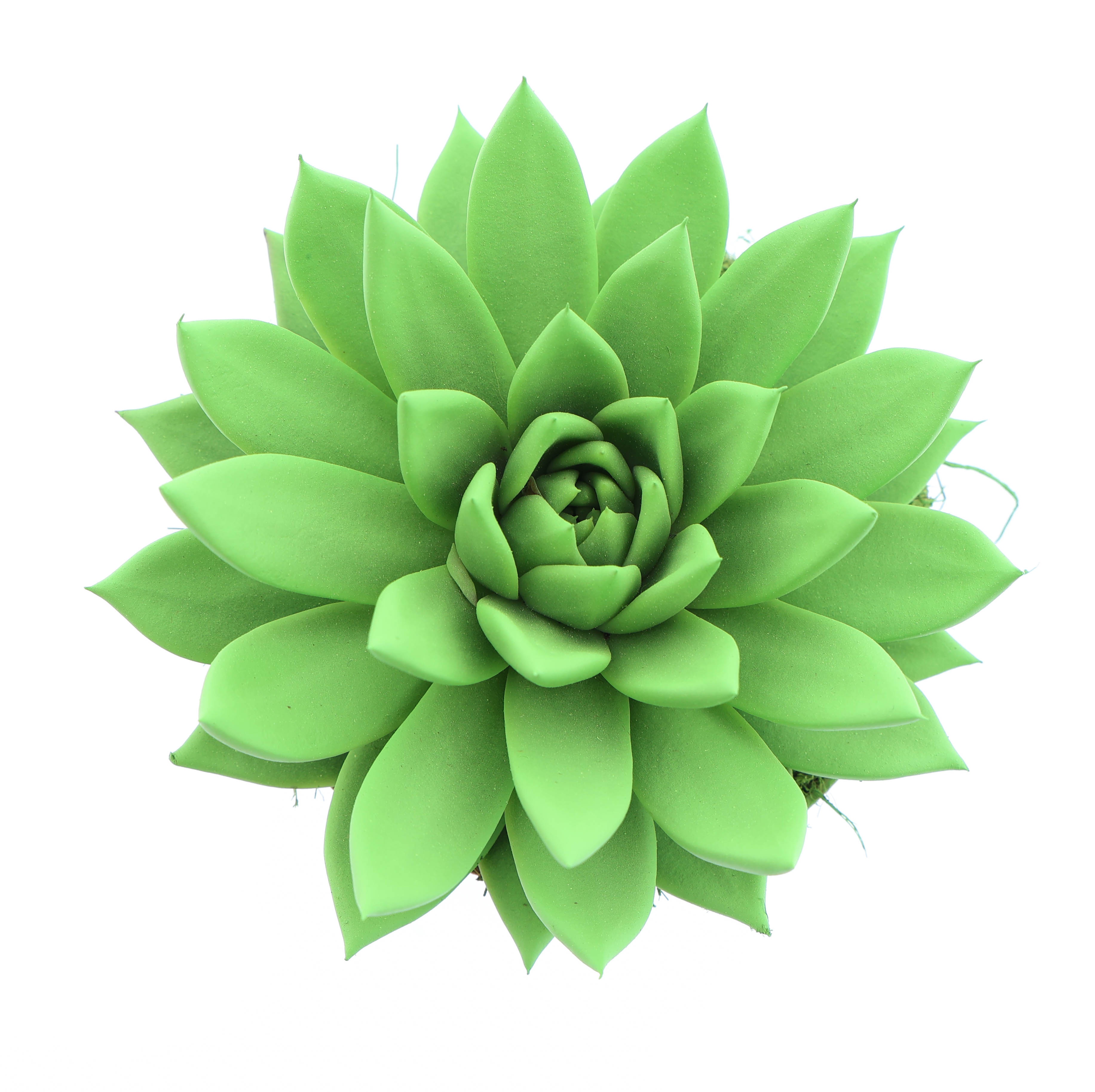 Rainbow bright green, D 12