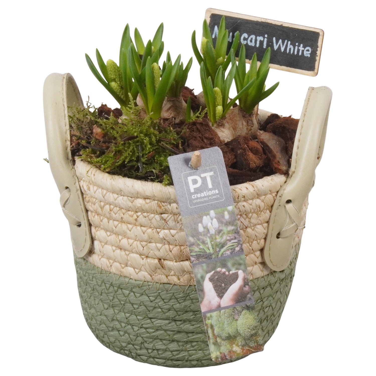 PTWMB8131 Arrangement Muscari White in riet mand, D 14