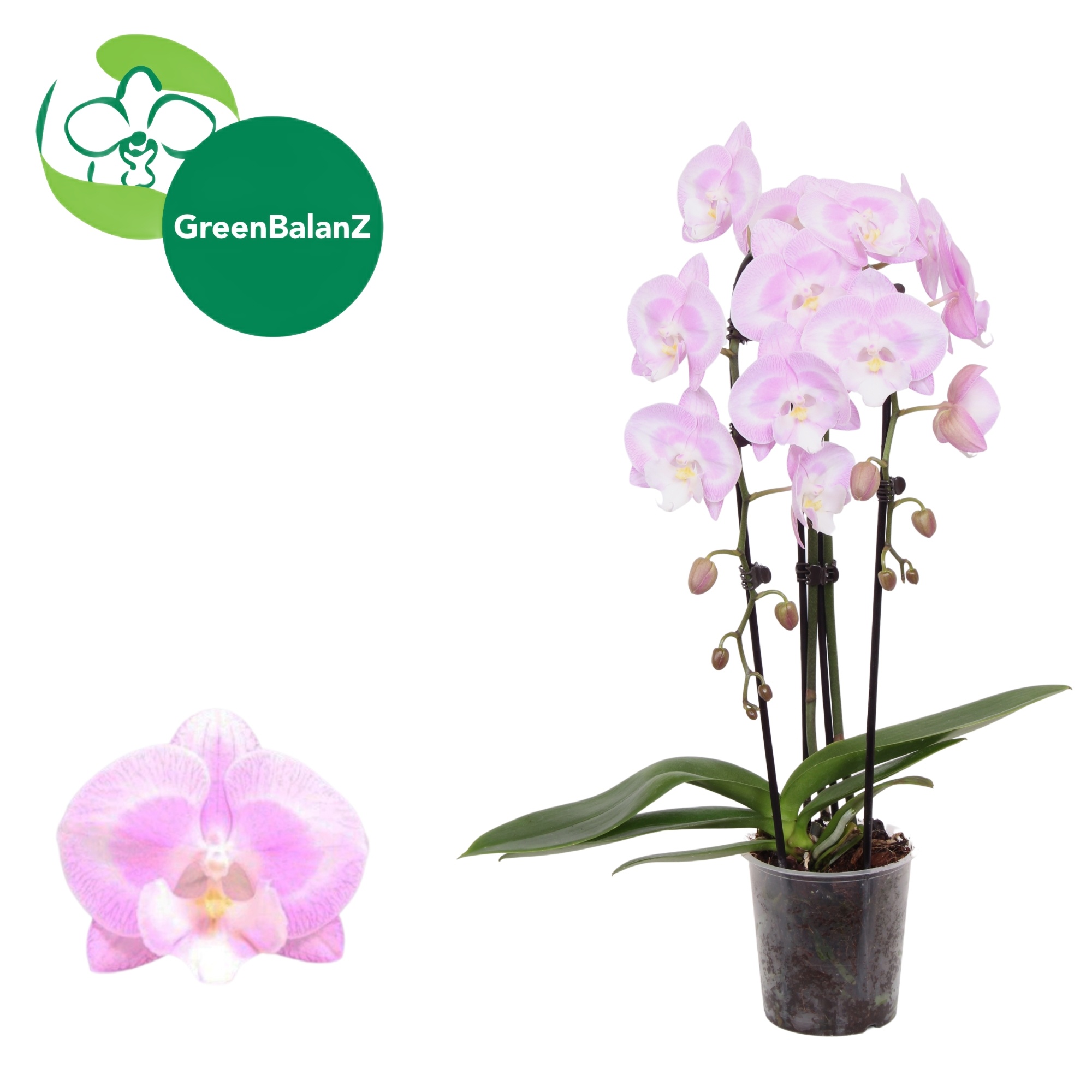 ShapeZ - CascadeZ Aladdin's KizZ 2 tak, D 12