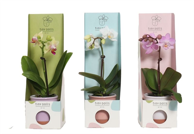 Tiny Box mix Valencia mix Phal Tiny Dolls mix 1T07+ Aqu@, D 6