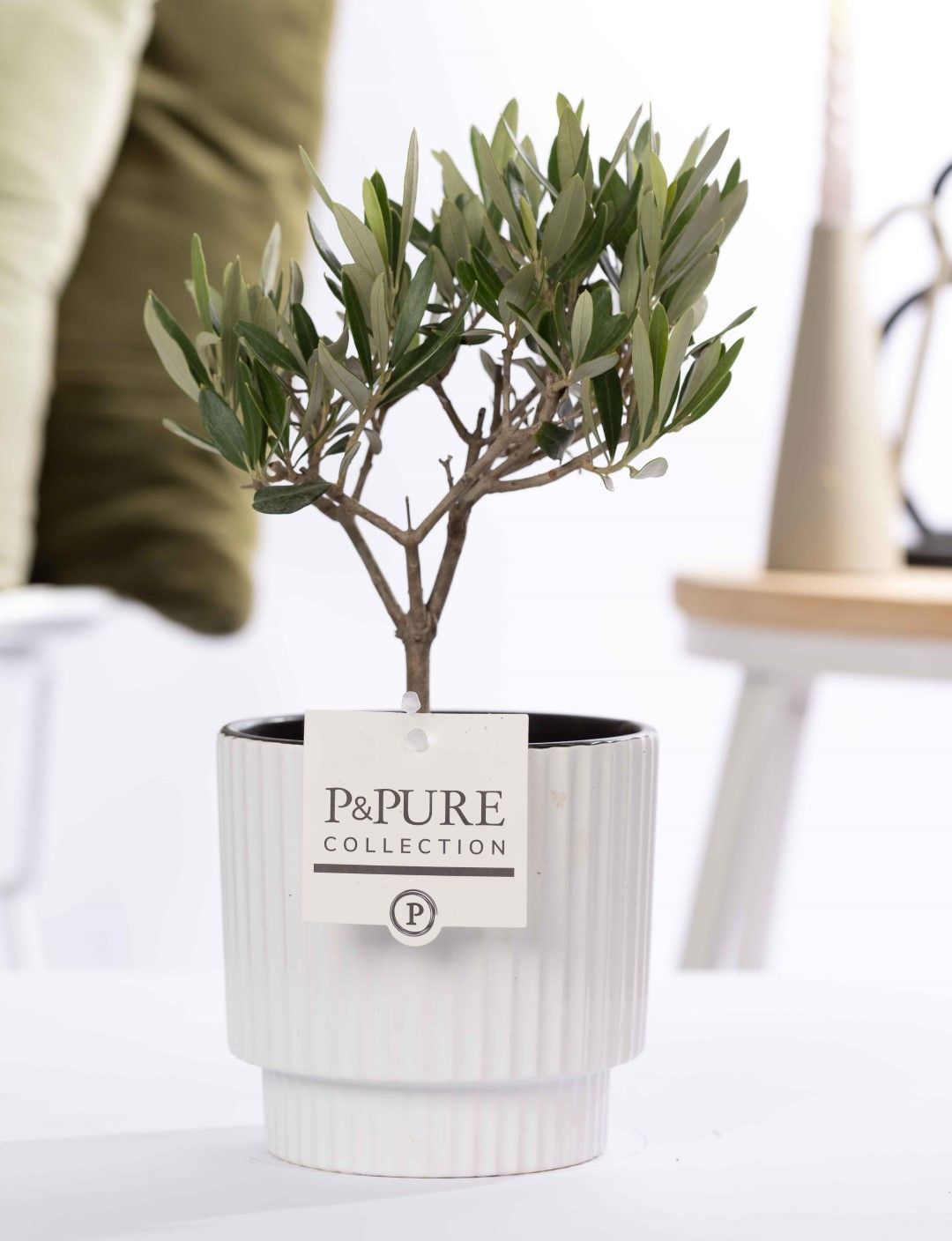Olea Europaea in P&PURE Ivy ceramics shiny white, D 12