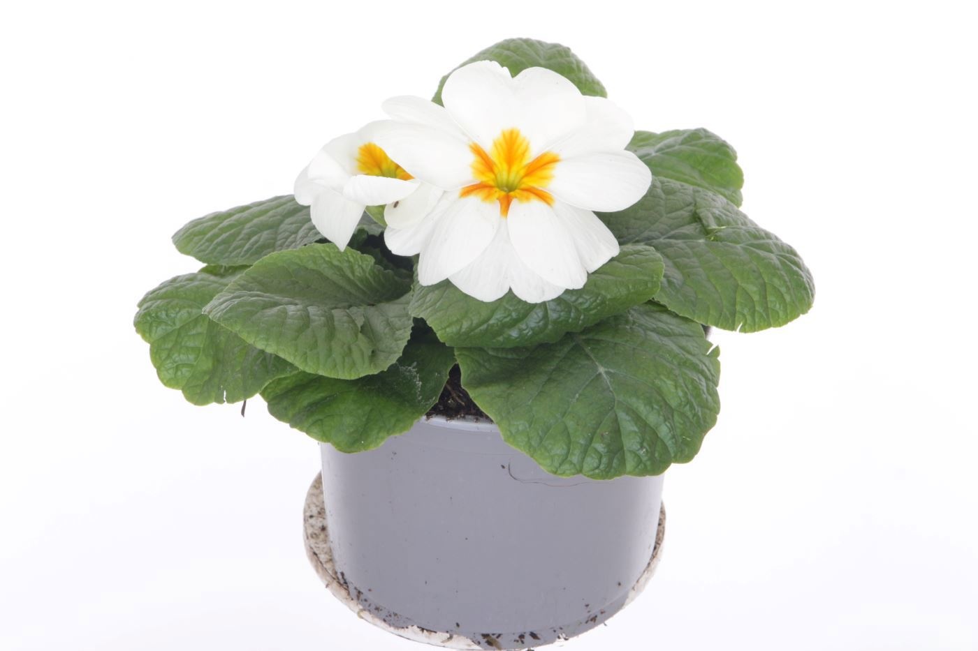 Primula acaulis Evie White, D 11