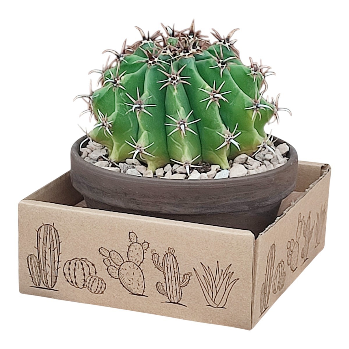 FEROCACTUS HORRIDUS BREVISPINUS IN TERRACOTTA BOWL Ø 15 - CARDBOARD BOX 15X15 CM (CACTUS), D 15