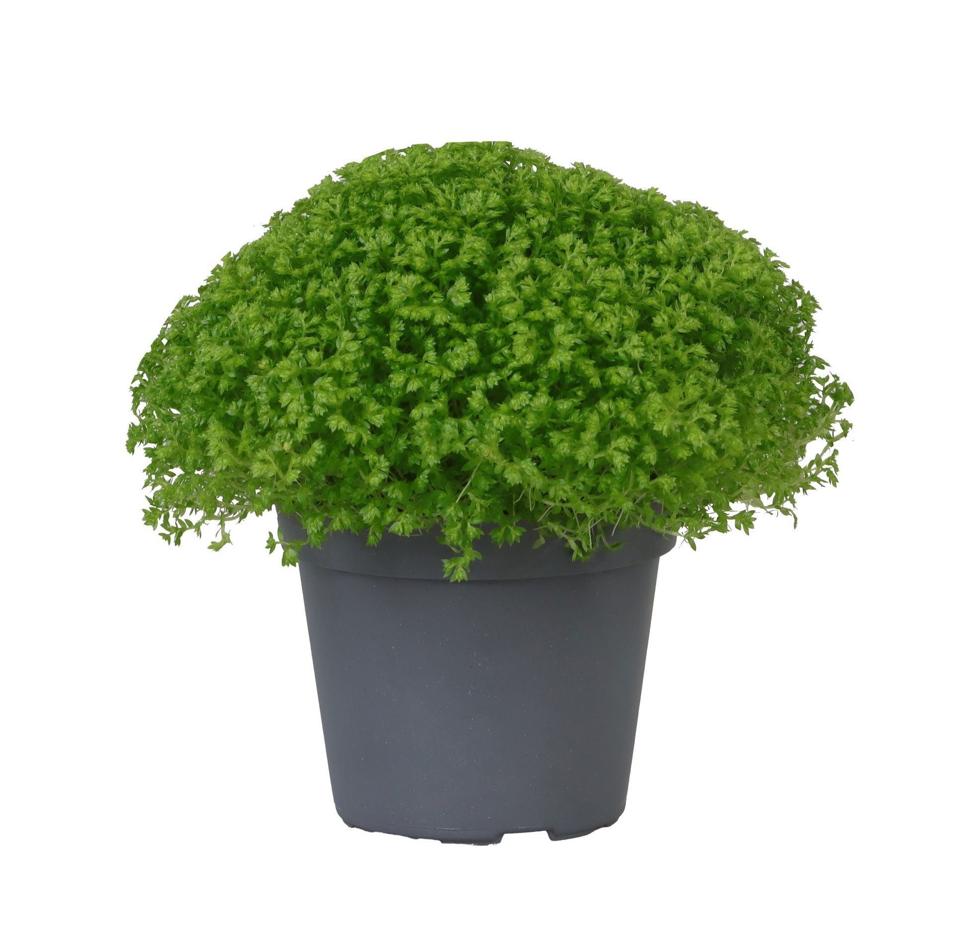 Selaginella Apoda, D 6