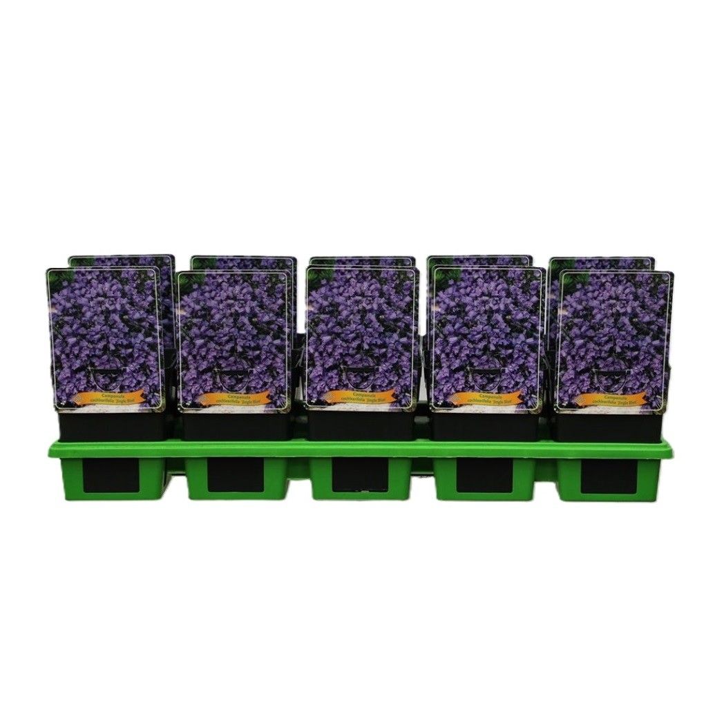 Campanula cochleariifolia 'Jingle Blue' P11, D 11