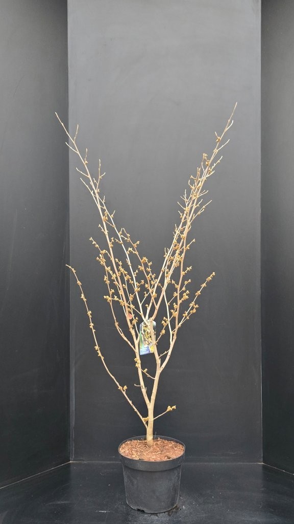 Hamamelis intermedia Arnold Promise, D 29